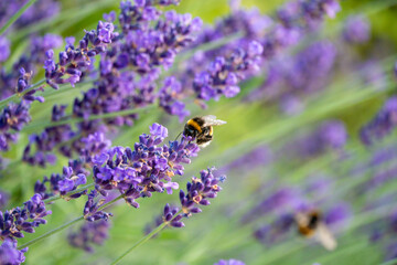 Bumblebee Pollinating Lavender in Horten, Norway