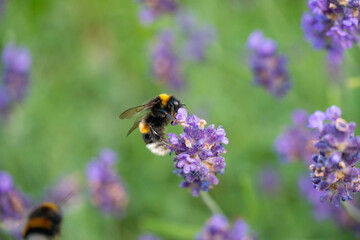 Bumblebee Pollinating Lavender in Horten, Norway