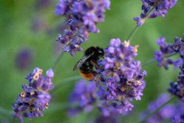 Bumblebee Pollinating Lavender in Horten, Norway