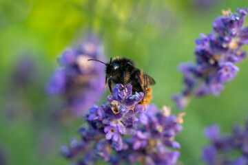 Bumblebee Pollinating Lavender in Horten, Norway