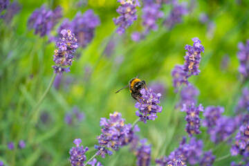 Bumblebee Pollinating Lavender in Horten, Norway