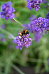 Bumblebee Pollinating Lavender in Horten, Norway