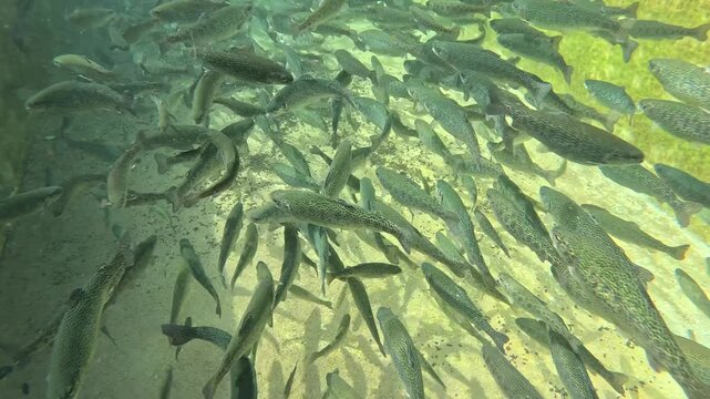 Trout farming in the fish pond, breeding freshwater fish in clear and cold water from a mountain stream, underwater footage