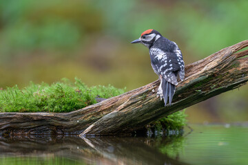 Great spotted woodpecker (Dendrocopos major) in forest in summer