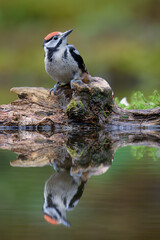 Great spotted woodpecker (Dendrocopos major) in forest in summer