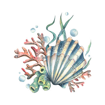 recommend clip art: Sea shell, coral, sea sponge, algae, pebbles and bubbles. Hand drawn watercolor illustration on the theme of sea animals and the underwater world. Composition isolated from the background.