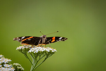 Close-up Vanessa Atalanta sits on the white flowers right toward the camera lens with a green background on a summer day.	