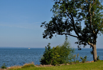 View of a tree at a lake