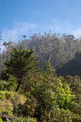 Forest and a blue sky, Madeira, Portugal