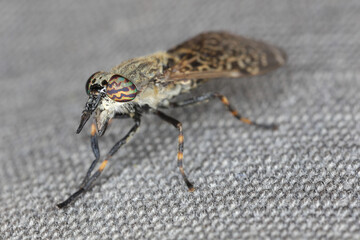 Side view of the notch-horned cleg horsefly, Haematopota pluvialis,showing the colourful banded eyes.