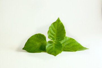 four green leaf on a white background