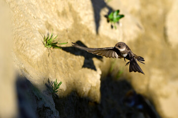 Uferschwalbe // Sand martin (Riparia riparia)