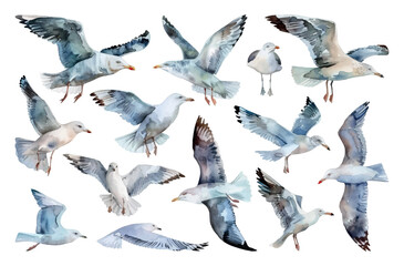 Obraz premium Seagulls Watercolor Set Soft Shapes Pure Colours Isolated on White Background Bird Illustration Coastal Wildlife Painting Ocean Scene Decorative Art