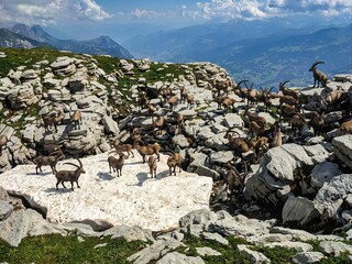 Herd of ibex on the Chäserrugg summit of the Churfirsten. Free wild animals in the Swiss...