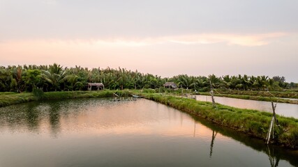 Sunset over tranquil palm-fringed fish ponds in Vietnam, representing sustainable aquaculture and serene rural landscapes