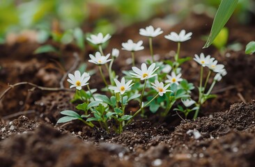 small white flowers with green leaves growing on the ground, the petals are very thin and delicate