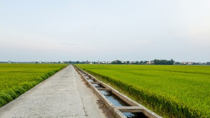 A serene rural landscape featuring a concrete road and irrigation system cutting through lush green rice fields, related to agriculture and countryside living