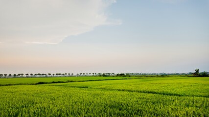 A lush green paddy field under a clear sky, symbolizing agricultural productivity and tranquil rural landscapes in Southeast Asia