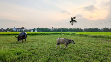 Fototapeta premium Water buffaloes grazing peacefully in a green field during sunset, symbolizing rural life and agriculture in Southeast Asia