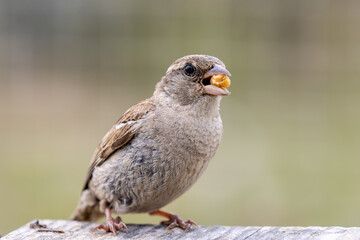 A sparrow with cake in her beak, perched on a picnic table in Sussex