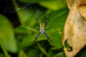 A Wasp Spider in the net