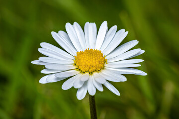 A single daisy flower on a meadow