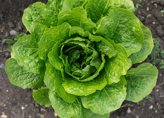 Single Green salad lettuce in garden