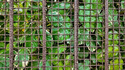 Green foliage behind a rusted metal grid, representing confinement and nature conservation issues