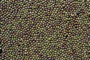 Background of grains of beans laying on a table to inspect bite marks caused by pests destroying pea seeds being prepared for planting. Organic mung bean seeds destroyed by insect pests