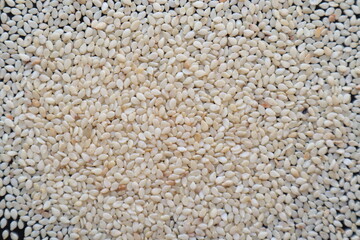 Background image of white sesame seeds laying on a table to inspect bite marks caused by pests destroying seeds being prepared for planting. Organic white sesame seeds destroyed by insect pests