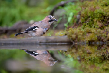 Eurasian jay (Garrulus glandarius) in summer forest
