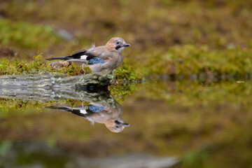 Eurasian jay (Garrulus glandarius) in summer forest