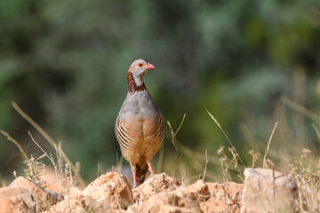 Barbary Partridge (Alectoris Barbara) in the wild