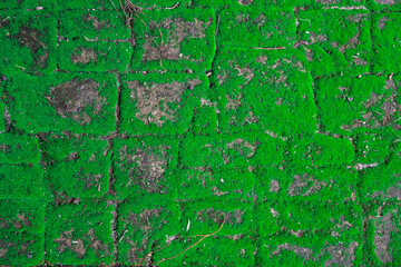 cement pavement cracks and gets moisture, causing moss to form along the cracks, looking beautiful and natural. A natural looking abstract background created by cracks in the walkway and moss.