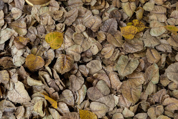 In the background of the dried Bodhi leaves falling to the ground inside the temple are the long-lived Bodhi leaves inside the temple, considered a sacred tree for the Buddha in Buddhism.