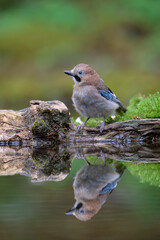 Eurasian jay (Garrulus glandarius) in summer forest