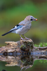 Eurasian jay (Garrulus glandarius) in summer forest