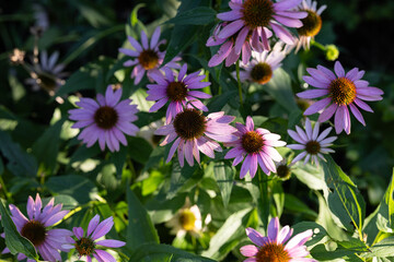 Array of purple cone flowers with rays of sunshine dashing across them