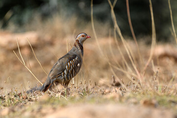 Barbary Partridge (Alectoris Barbara) in the wild