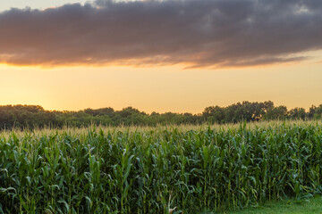 Sunset skyline over a cornfield with beautiful colors in the sky