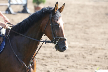 Photo shot of a beautiful show jumper horse on natural background