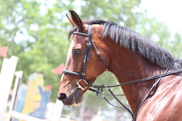 Photo shot of a beautiful show jumper horse on natural background