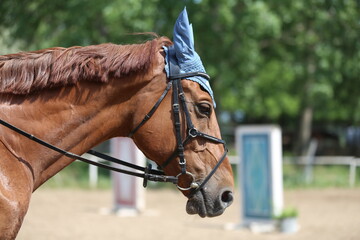 Photo shot of a beautiful show jumper horse on natural background