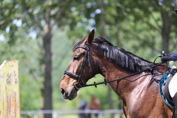 Photo shot of a beautiful show jumper horse on natural background