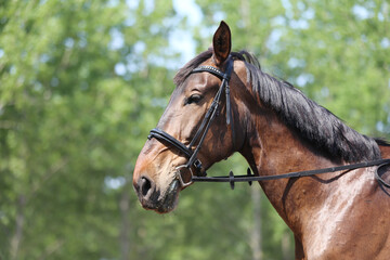 Photo shot of a beautiful show jumper horse on natural background