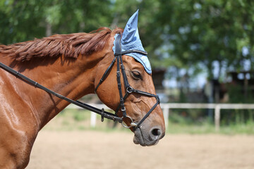 Photo shot of a beautiful show jumper horse on natural background