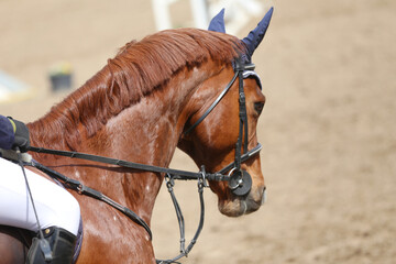 Photo shot of a beautiful show jumper horse on natural background