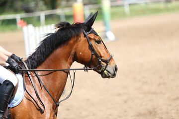 Photo shot of a beautiful show jumper horse on natural background
