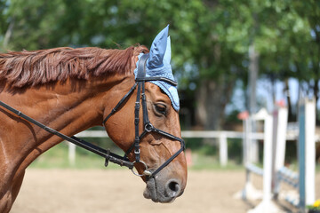 Photo shot of a beautiful show jumper horse on natural background