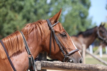 Photo shot of a beautiful show jumper horse on natural background